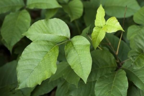 The green leaves of poison ivy are shown.