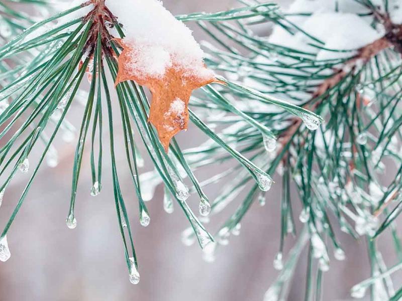 与雪盖的杉树分支密切播种的看法有一个明亮的秋天叶子和自然冬天背景。