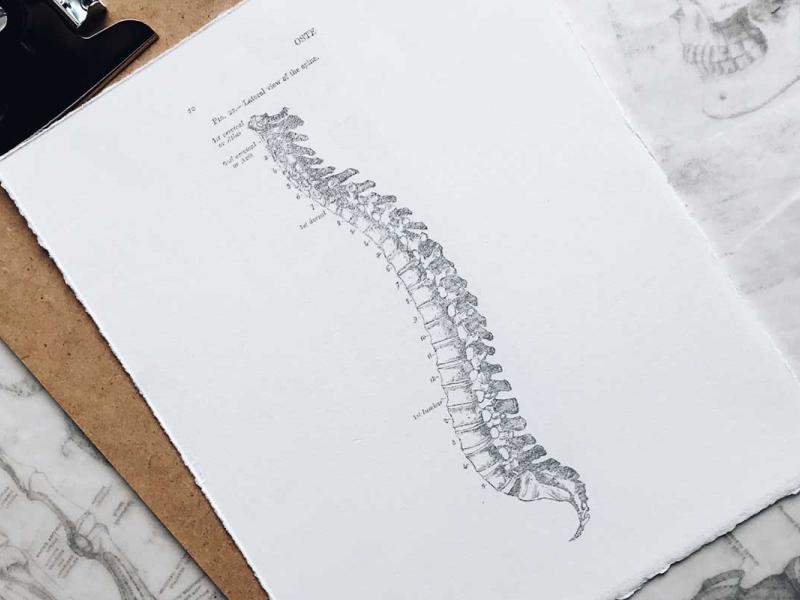 Clipboard with human spine drawn on paper.